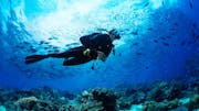Diving vertical tile (c) Shutterstock - 1 - 1