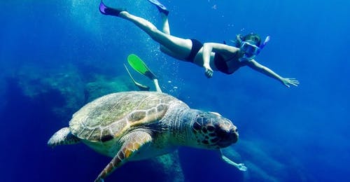 Boat Trip to the Keri Caves with Turtle Spotting from Best of Zante Boats Picture of a girl swimming next to a trutle during the Boat Trip to the Keri Caves with Turtle Spotting with Best of Zante