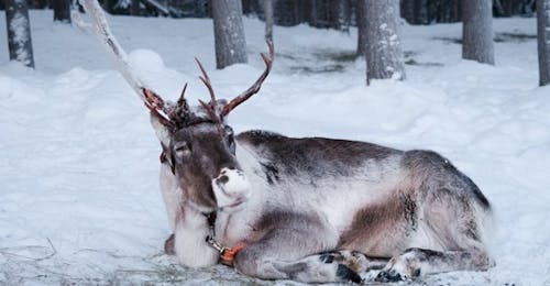 Visite d'une ferme de rennes avec Balade en traîneau et Boissons chaudes Visite d'une ferme de rennes avec Balade en traîneau et Boissons chaudes.